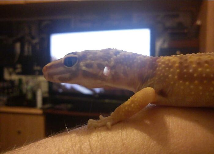 Leopard gecko with genetic mutation, featuring a unique translucent ear spot, sitting on a person's arm indoors.