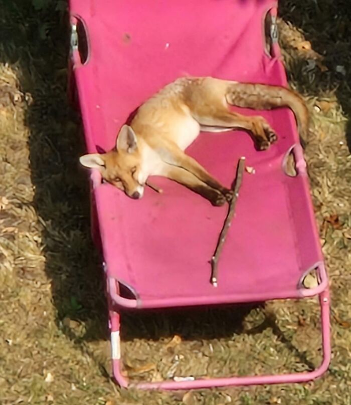 A fox relaxes on a pink lawn chair, capturing a delightfully British moment in the UK.