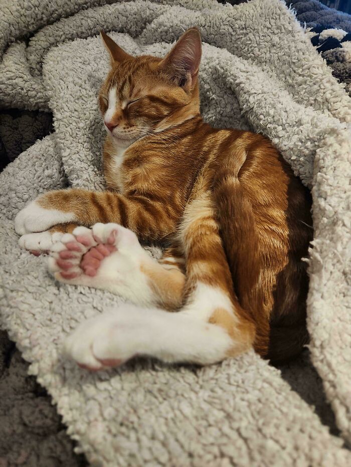 Sleeping cat with unique genetic mutation, displaying extra toes, on a cozy blanket.