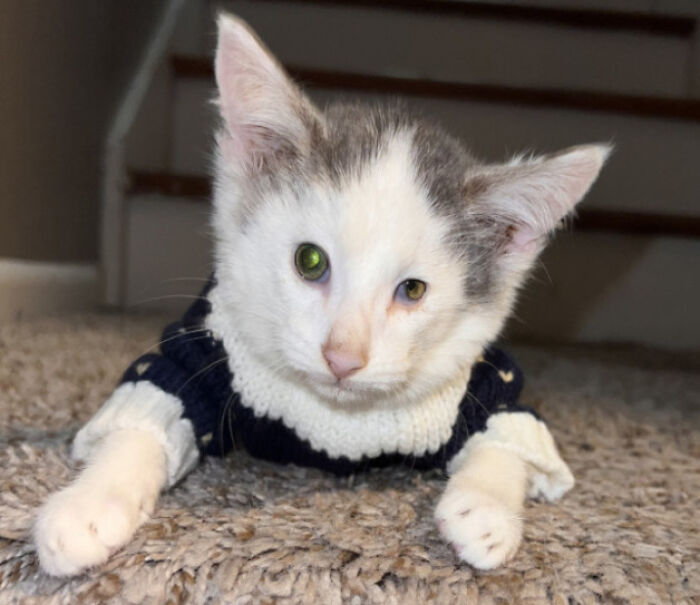 Kitten with heterochromia wearing a sweater, showcasing unique pet genetic mutation.