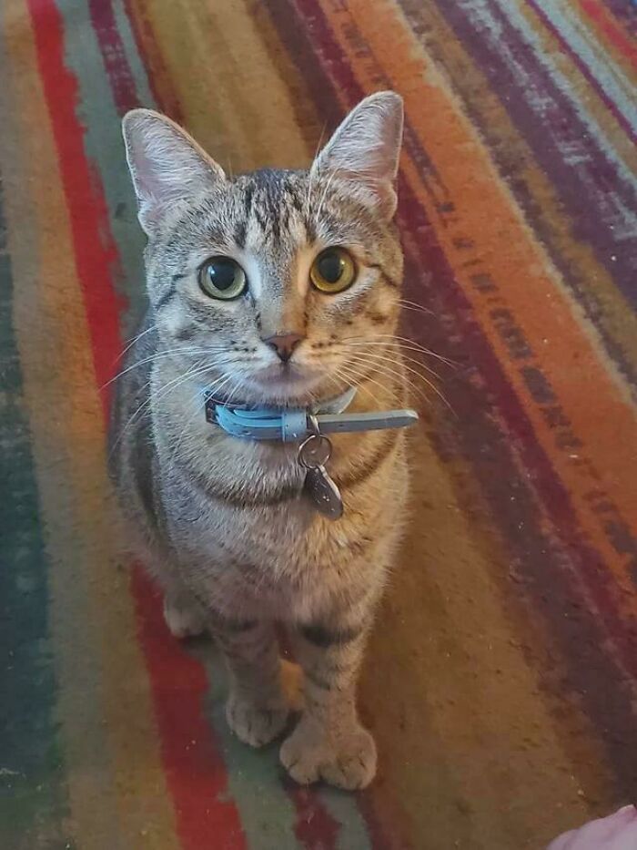 Tabby cat with genetic mutation of extra toes, sitting on a colorful rug.