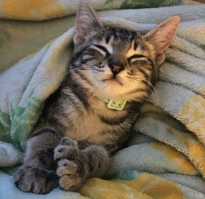 Sleeping cat with unique genetic mutation of multiple toes, wrapped in a colorful blanket.