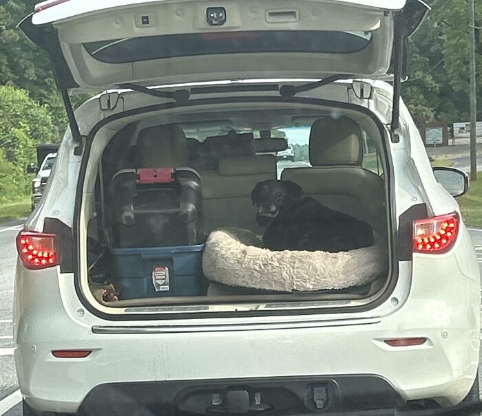 Dog lounging in the trunk of a white SUV with the hatch open, illustrating an unusual car occupant scenario.