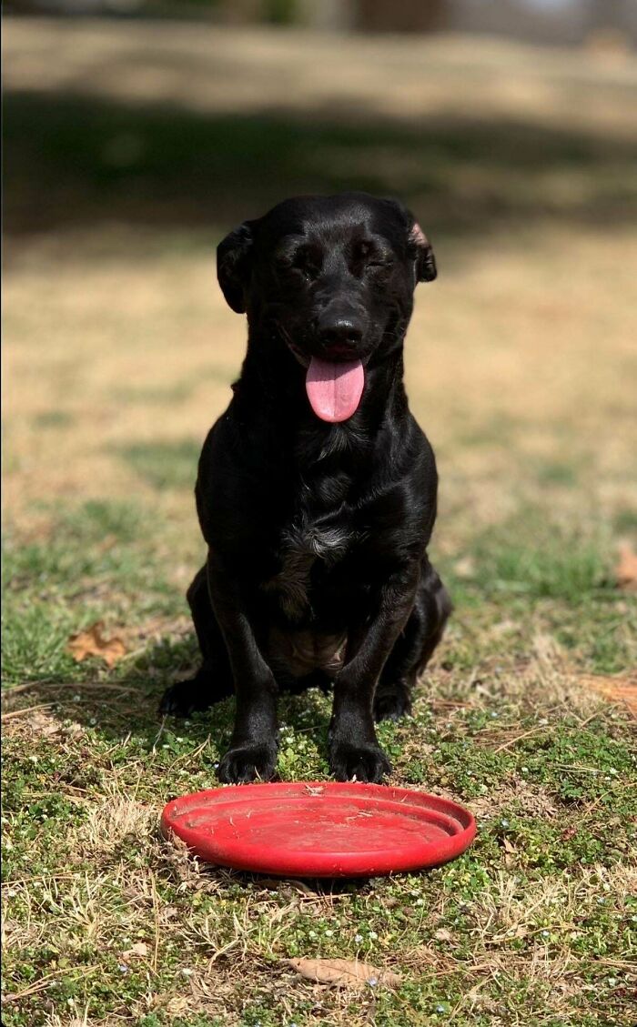 Black dog with a unique genetic mutation, sitting on grass next to a red frisbee, tongue out.