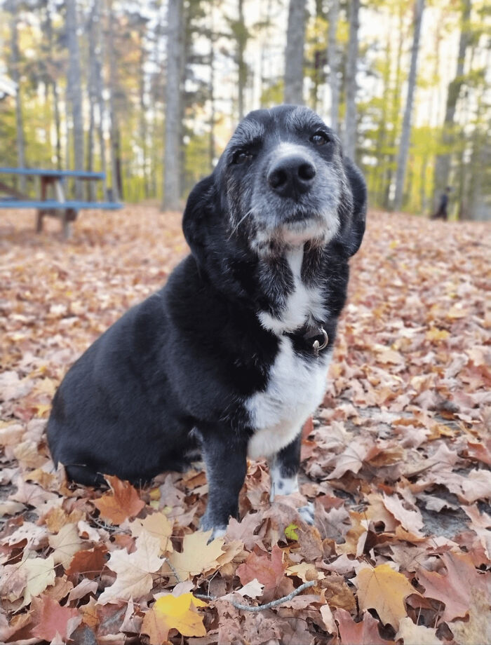 Dog with unique genetic mutations sitting on autumn leaves in a forest setting.