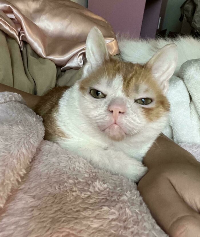 Cat with unique genetic mutations lying on a fluffy blanket, showcasing its distinct facial features.