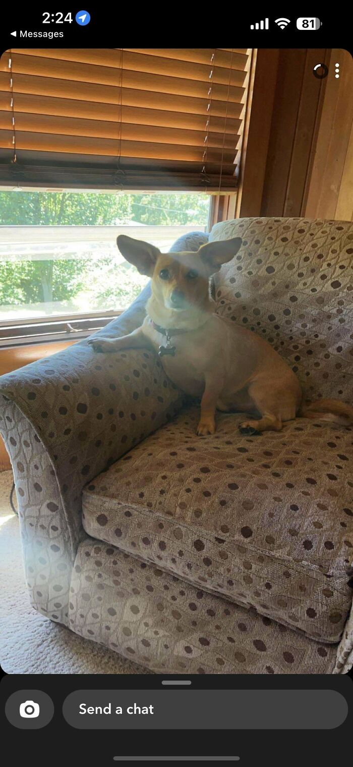 Dog with large ears on a chair, showcasing unique pets with genetic mutations.