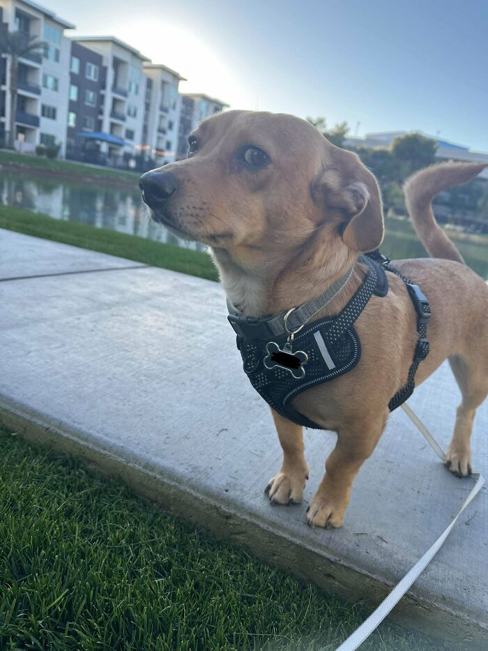 Dog with genetic mutation, standing on a leash, wearing a harness, with buildings and a pond in the background.