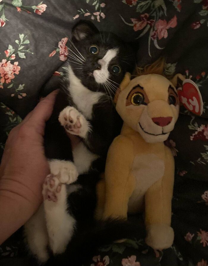 Black and white kitten with unique genetic mutations snuggled next to Simba plush toy.