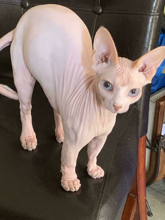 Hairless cat with distinct genetic mutations, featuring unique wrinkled skin, standing on a chair.