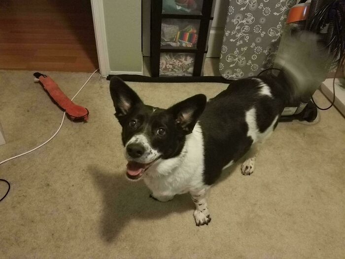 Smiling dog with a unique coat pattern showing genetic mutations, standing in a room on a carpet floor.