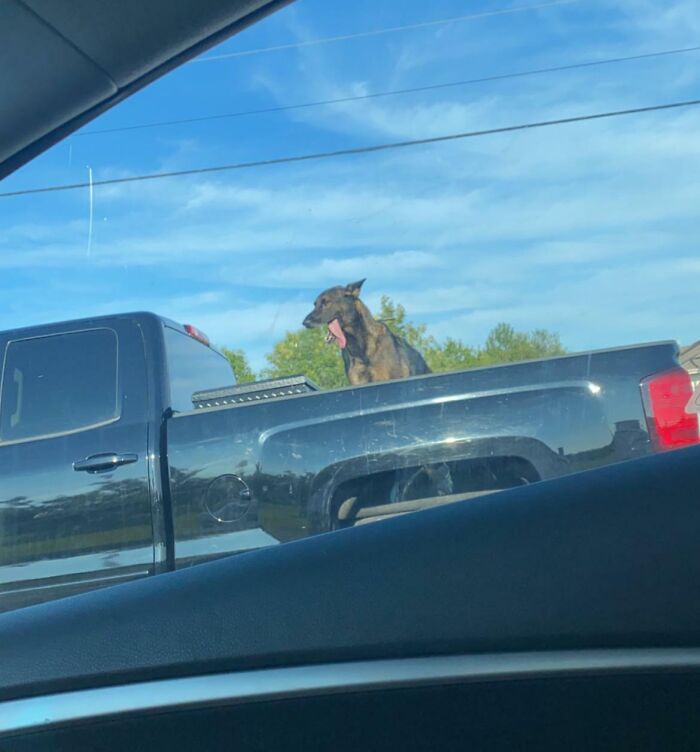 Dog sitting in the back of a pickup truck on a sunny day, viewed from a car window, illustrating risky driving behavior.