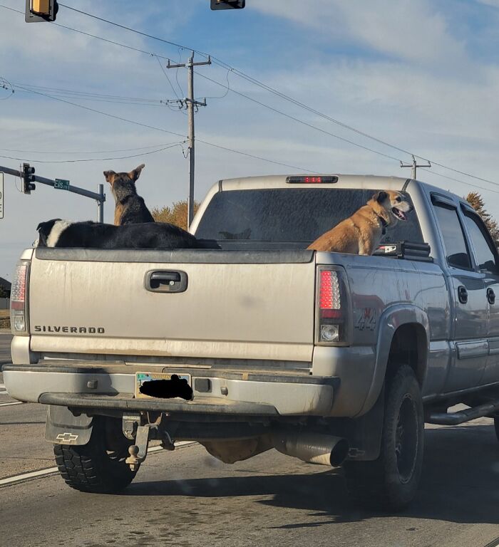 Pickup truck with three dogs in the back, stopped at a traffic light as part of the "Idiots in Cars" series.