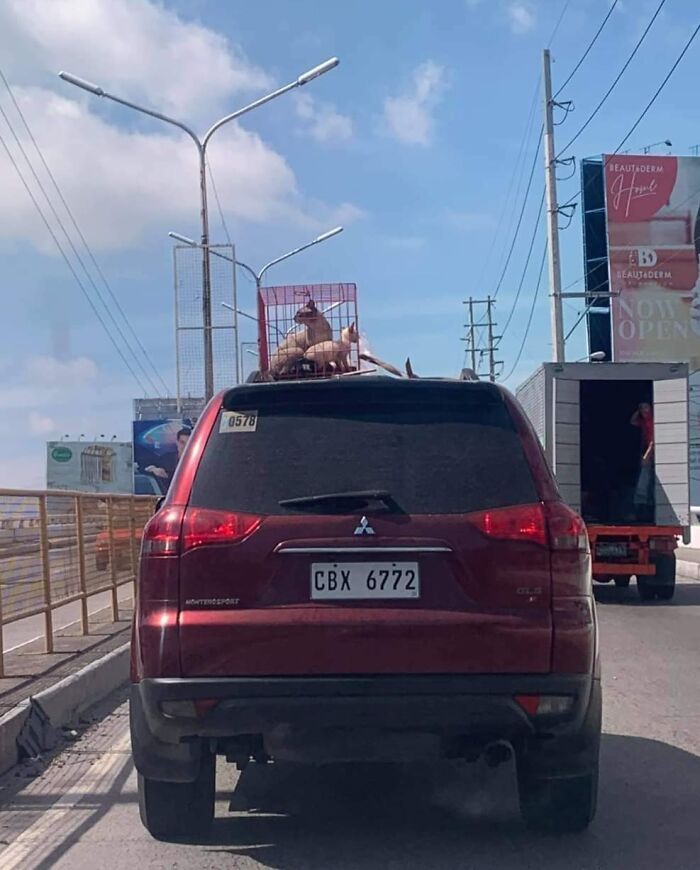 Red SUV transporting a cage with a goat on its roof, exemplifying reckless behavior often seen in "idiots in cars" scenarios.