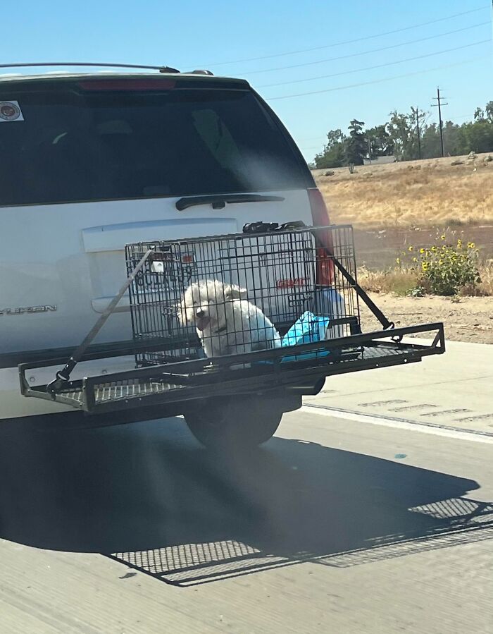 Dog in a cage strapped to the back of a moving SUV, representing poor car safety decisions.