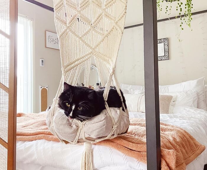 Black cat lounging in a macrame swing above a cozy bed, embodying novelty product appeal.