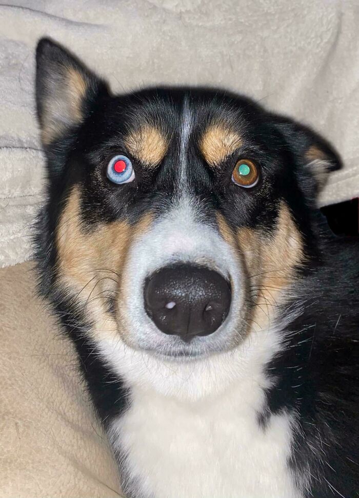 Dog with genetic mutation, having heterochromia with one red eye and one multicolored eye, laying on a blanket.