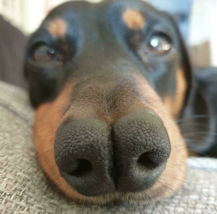 Close-up of a dog with a unique genetic mutation featuring a split nose.