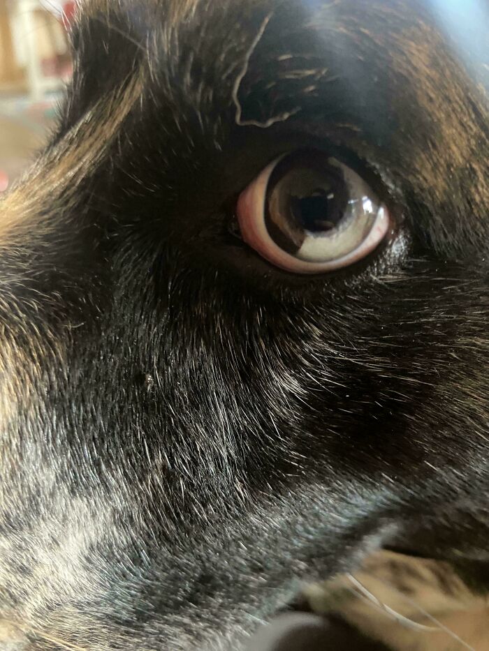 Close-up of a dog's eye with a unique color variation, showcasing genetic mutations in pets.