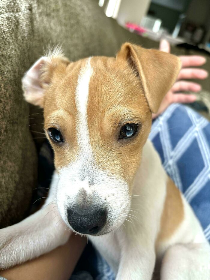 Cute puppy with unique folded ear genetic mutation, resting on a couch.