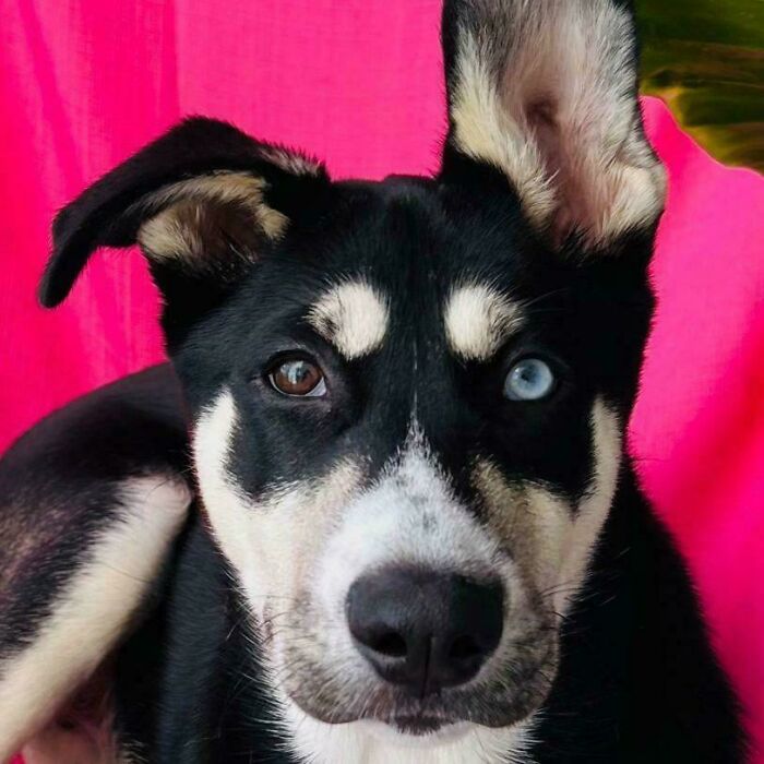 Dog with genetic mutation, featuring heterochromia: one brown eye and one blue eye, against a pink background.