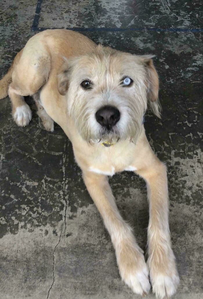 Dog with unique genetic mutation showing heterochromia, lying on a textured floor.