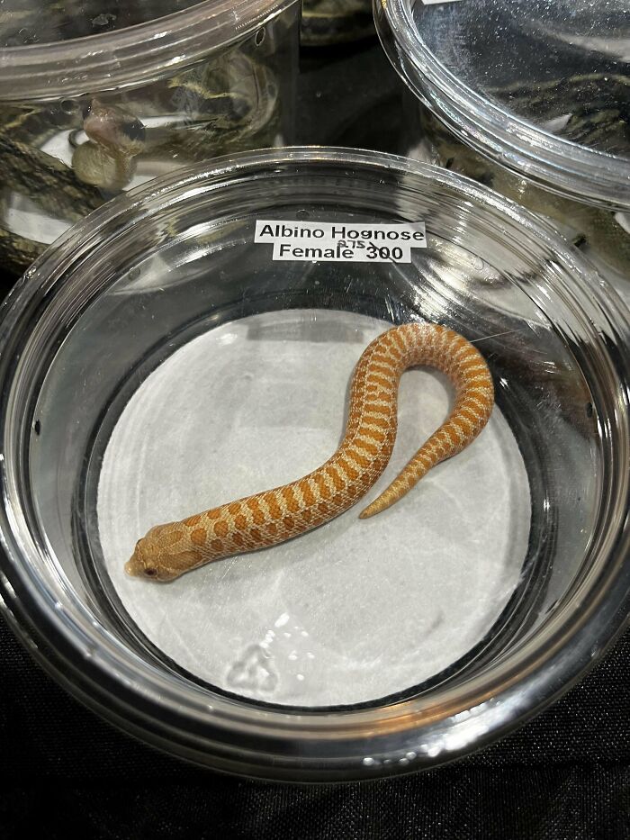 Albino hognose snake with unique genetic mutations in a container, viewed from above.