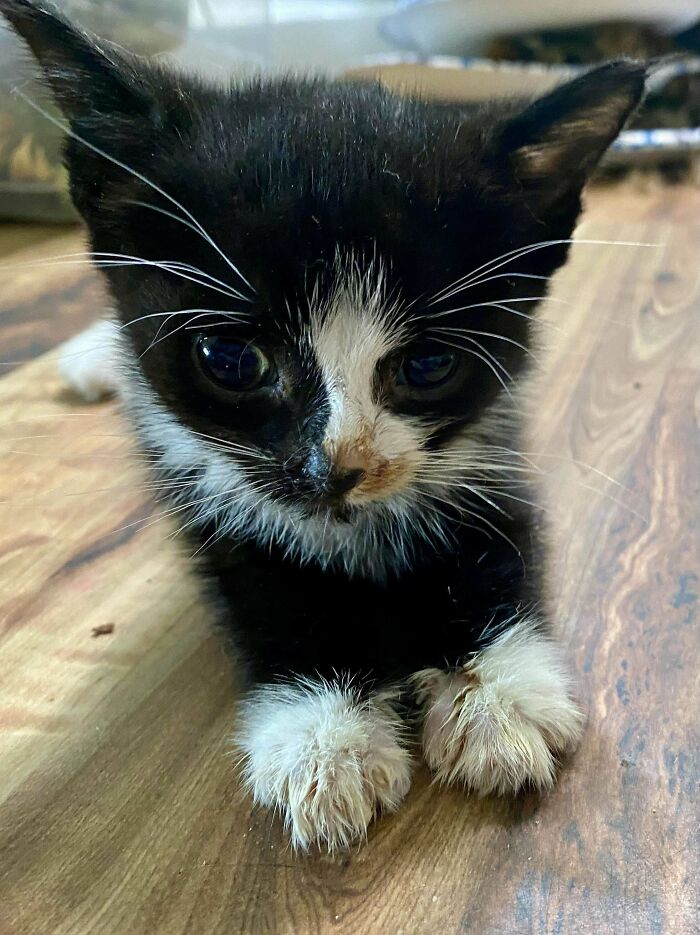 Black and white kitten with unique genetic mutations sitting on a wooden floor.