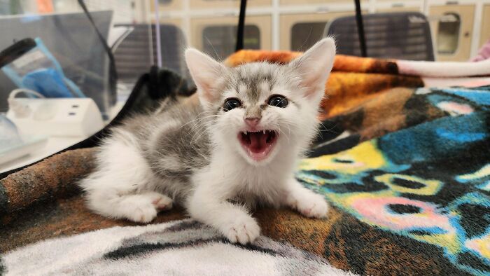 Kitten with unique genetic mutation, displaying a wide smile, lying on a colorful blanket in a cozy setting.