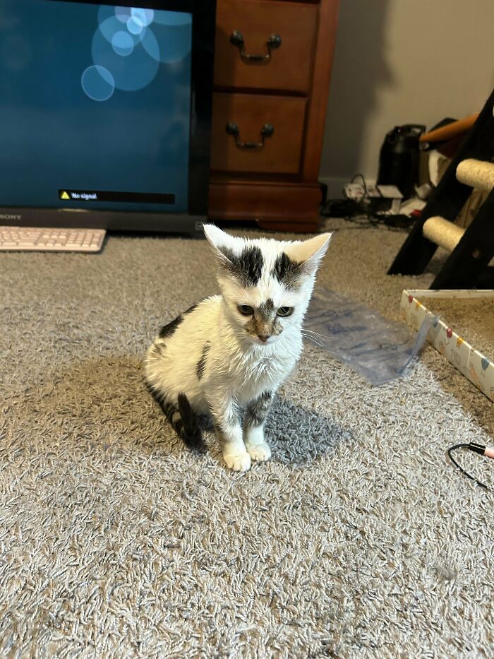 Wet kitten with unique genetic mutations on carpet, TV in background.