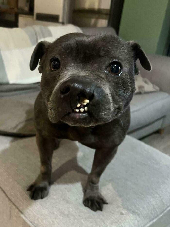 Dog with unique genetic mutation showing a distinctive facial structure on a gray couch.