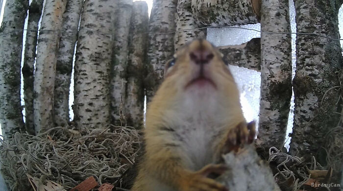 Squirrel close-up captured by a bird feeder camera in a birch forest setting.