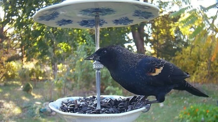 Bird feeding at a camera-equipped feeder in a garden setting.