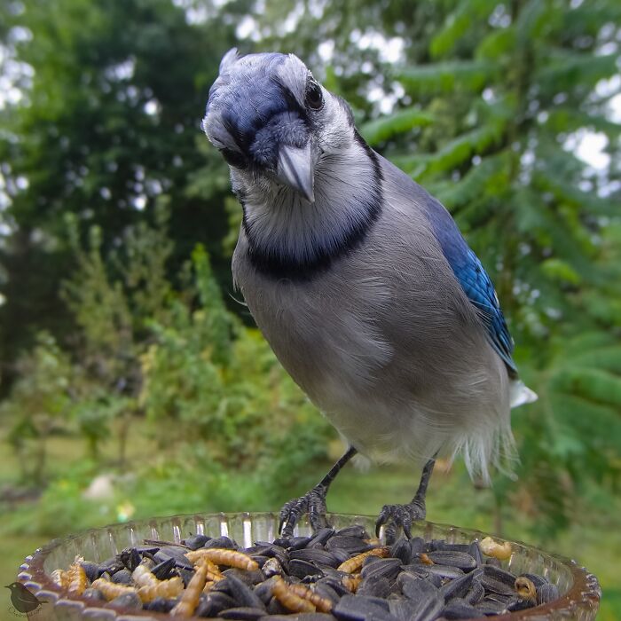 A curious blue jay peering into a bird feeder camera amidst a lush garden.