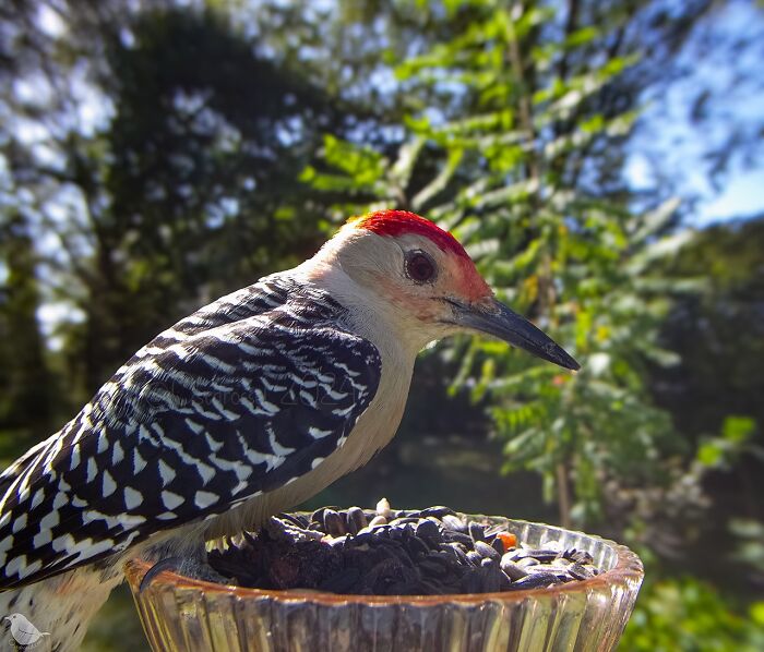 Woodpecker captured by bird feeder camera, showcasing its striking red head and patterned wings.