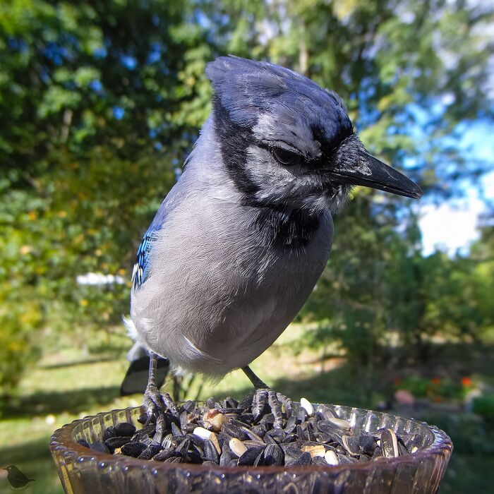 Close-up of a blue jay eating seeds on a bird feeder, captured by a bird feeder camera.