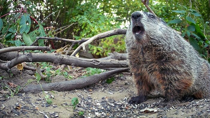 Groundhog visiting a bird feeder area, captured by a curious woman's camera setup for wildlife observation.