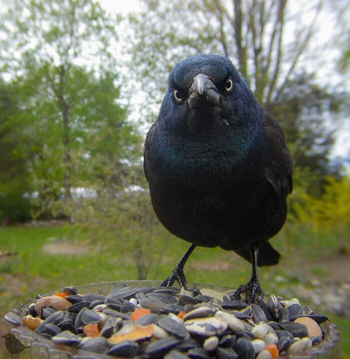 Bird perched at a feeder with seeds, captured on a feeder camera against a lush, green backdrop.