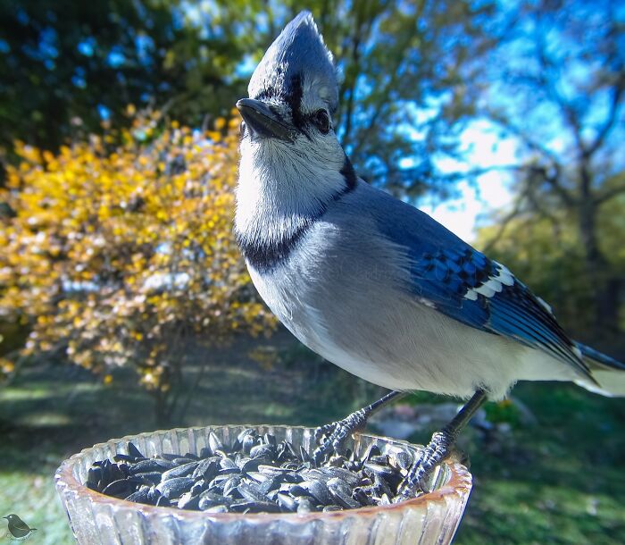 Blue jay at bird feeder; captured by bird feeder camera in a sunny garden.