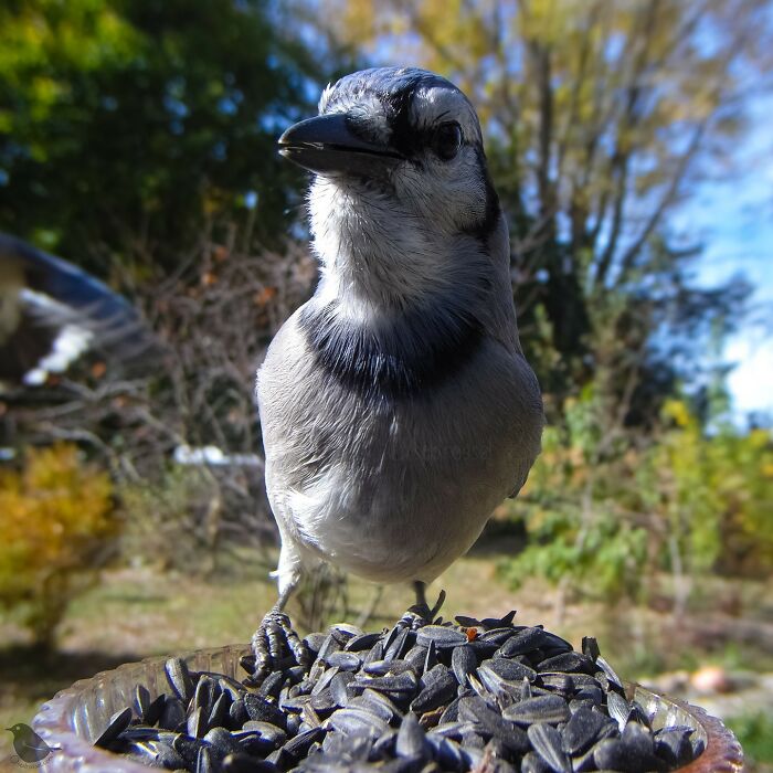 Close-up of a curious bird at a feeder camera with sunflower seeds in a garden setting.