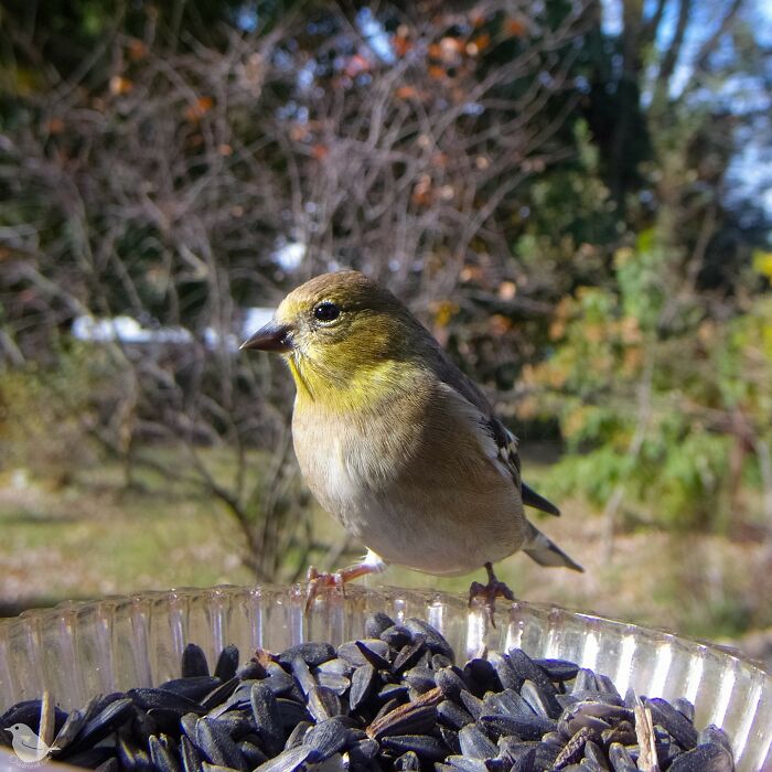 Bird perched on a feeder, captured by a bird feeder camera, surrounded by seeds and a natural outdoor backdrop.