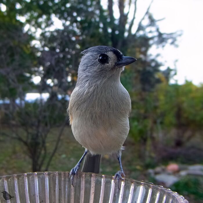 Bird captured by feeder camera perched, curious amid garden backdrop.