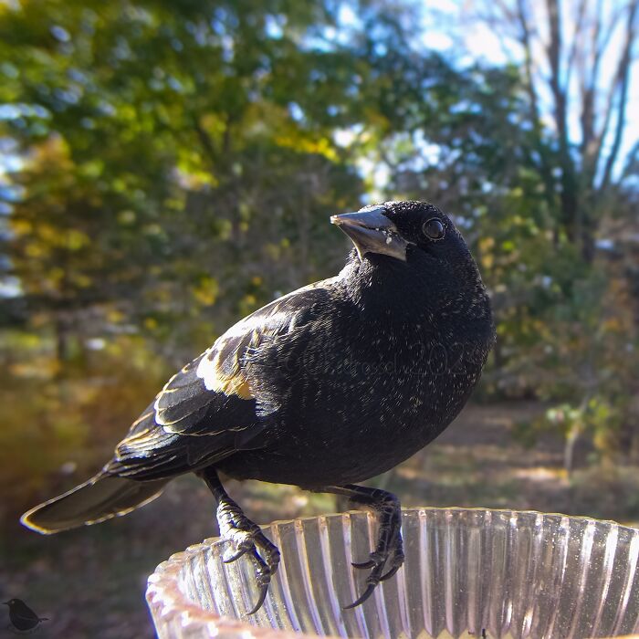 Black bird perched on a bird feeder captured by a camera.