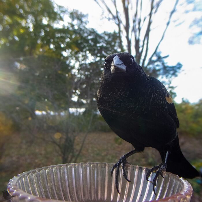 Bird feeder camera captures close-up of a blackbird perched on the edge, with blurred trees in the background.