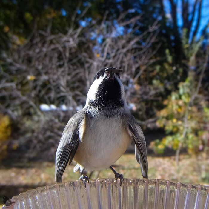 Bird perched on a bird feeder with a camera installed, captured by a woman's curious setup.