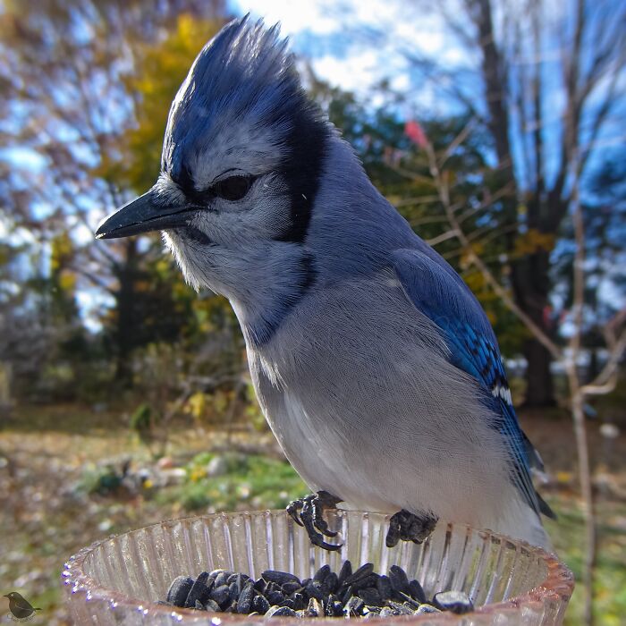 Blue jay perched on a bird feeder camera, eating seeds in a backyard setting.