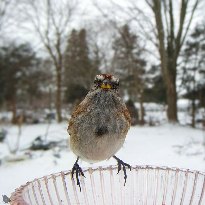 Bird perched on feeder captured by a curious woman's camera in a snowy setting.