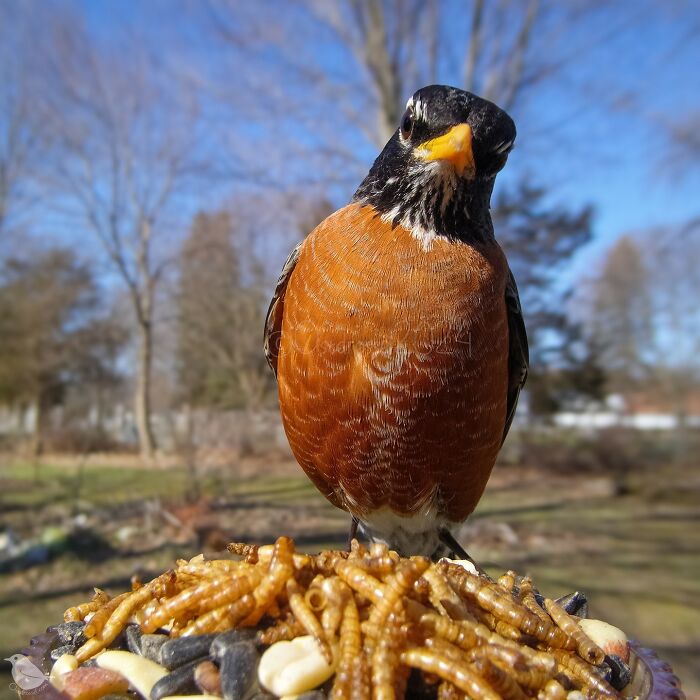 Bird feeder camera captures a robin perched among mealworms in a garden setting.