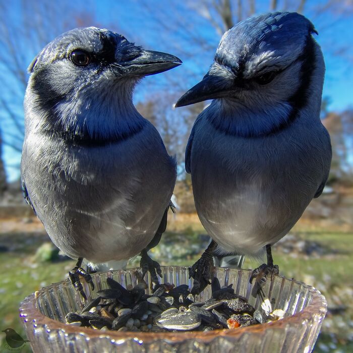 Blue jays perched on a bird feeder captured by a bird feeder camera, with seeds visible below them.