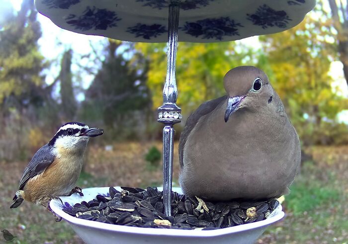 Bird feeder camera capturing a nuthatch and a dove sharing seeds in a garden setting.